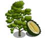duren boom