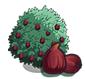 fig boom