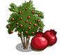 granaat appel boom