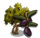 oliven boom