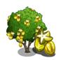 stervruchten boom