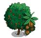 walnoten boom