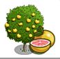 sinasappel boom