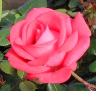 Pink Rose