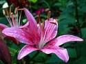 Rose flower