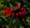 Black flower