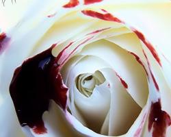 Goth flower 1