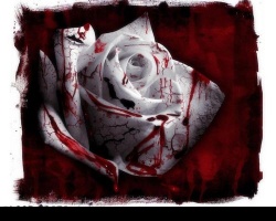 Blood rose