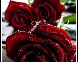 Rose (red0