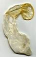 Used Condom