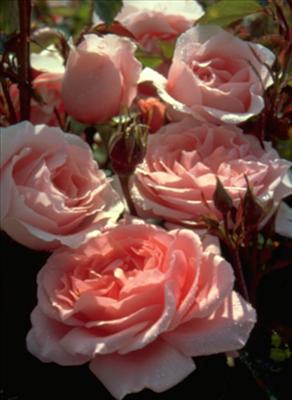 Victorian Spice English Rose
