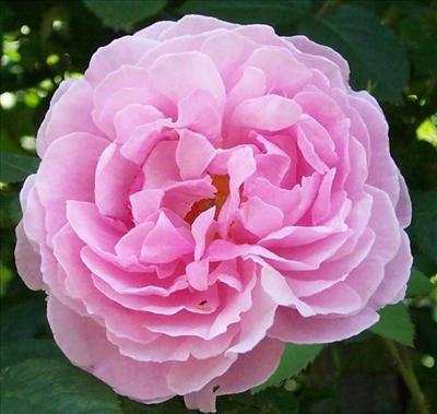 Old English Rose