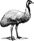 Emu