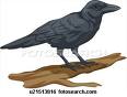 Crow