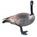 Goose