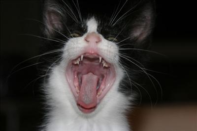 Push into a kittens mouth
