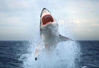 Push into shark  infested waters