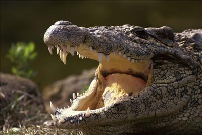 Feed to crocodile