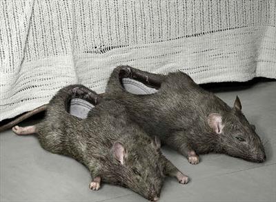 Rat Slippers