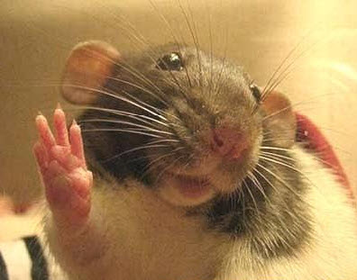 Vulcan Rat