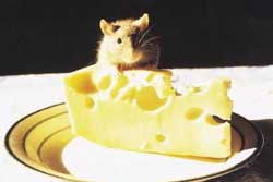 Swiss Cheese Makin' Rat