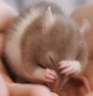 Scary Movie Rat