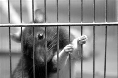 Caged Rat