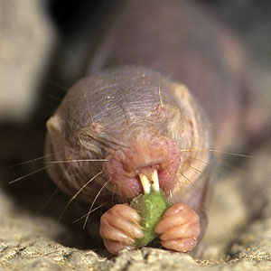 Cheezy Naked Mole Rat