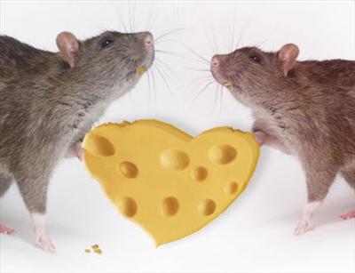 Cheezy Love Rats