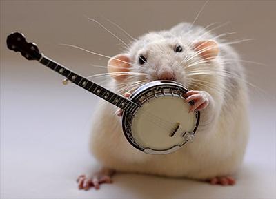 Banjo Rat