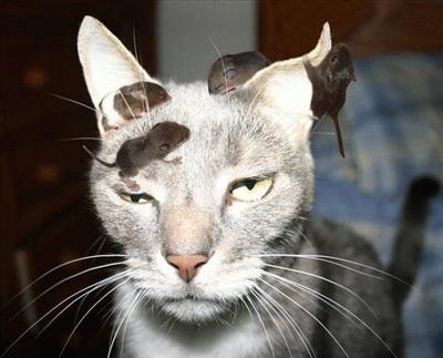 Something is not right Rats