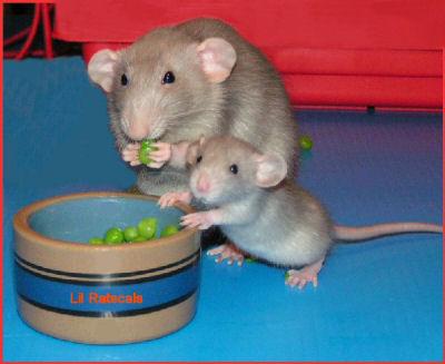 Eat your veggies Rats