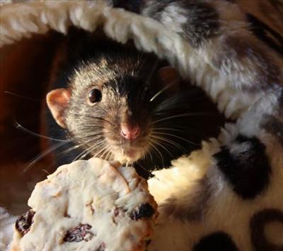 Totally Busted Rat