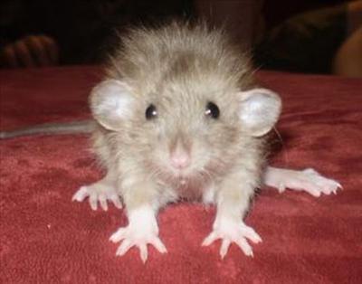 Scaredy Rat