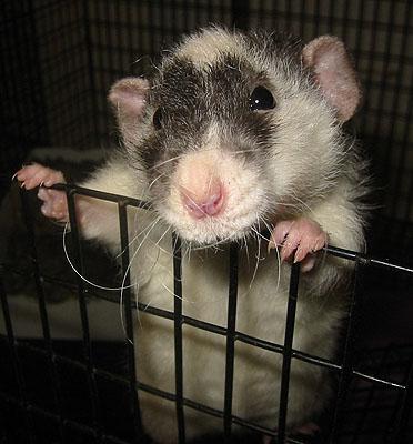 Bogart Rat