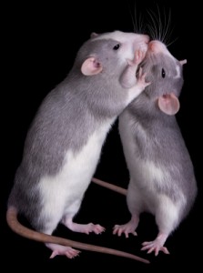 The Kissing Rats