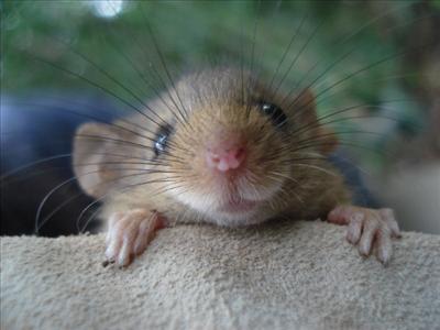 Almost There Rat