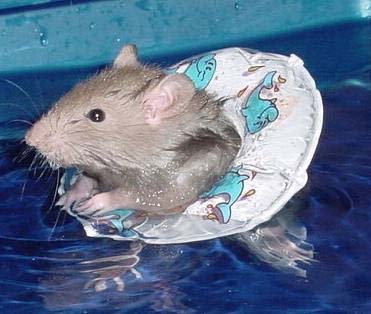 Little Swimmer
