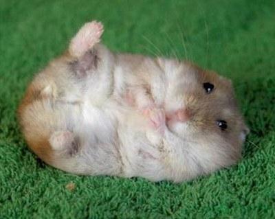 RollyPolly Rat