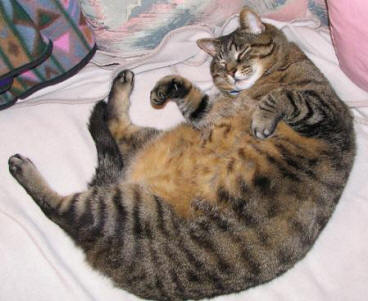 Fat Cat