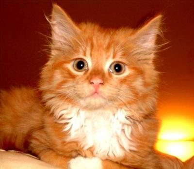 Ginger Cat