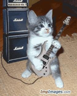 Rocking Kitty