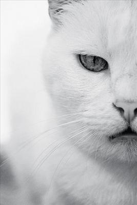 White Cat