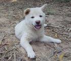 Köpek