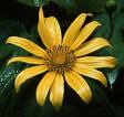 Honey Flower