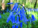 BlueBell