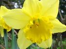 Daffodil