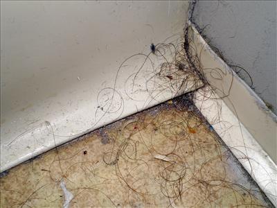 Hair and mold/Stress and neglect