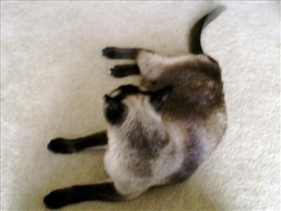 Unsympathetic cat