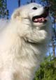 American Eskimo dog